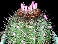 Melocactus saxicola HU205b ©JB.JPG